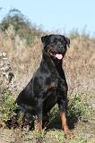 ROTTWEILER 163